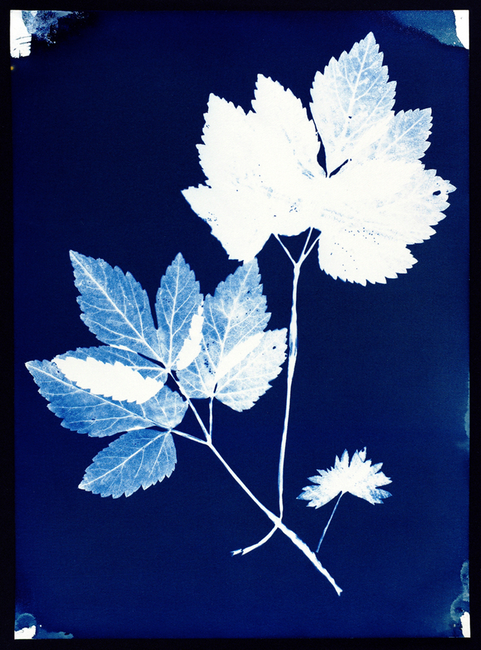 Workshop - Cyanotypi