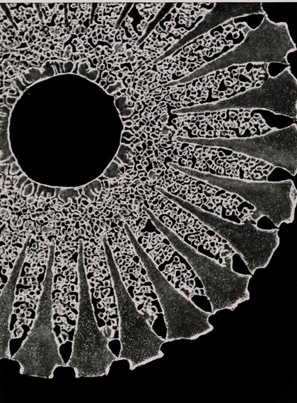 NMFF.004510-1.024 (2)