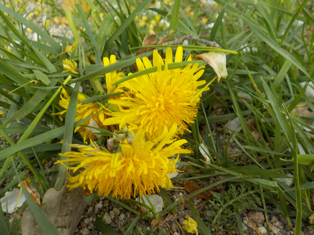 Daniel (Lillaas gård barnehage)