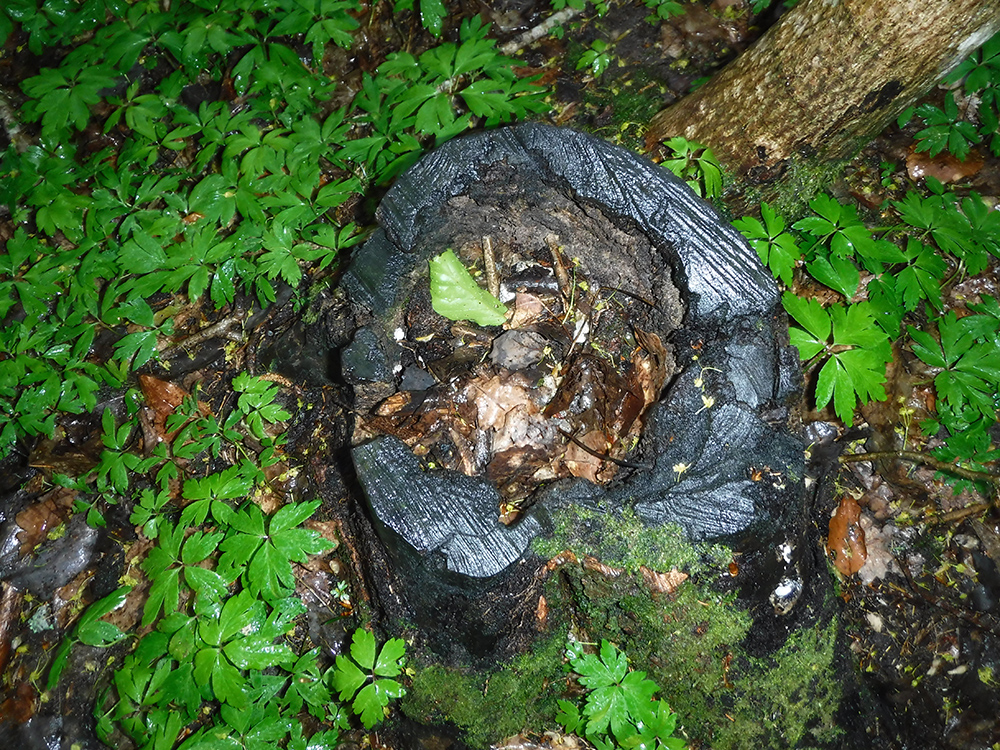 Kevin (Nordskogen barnehage)