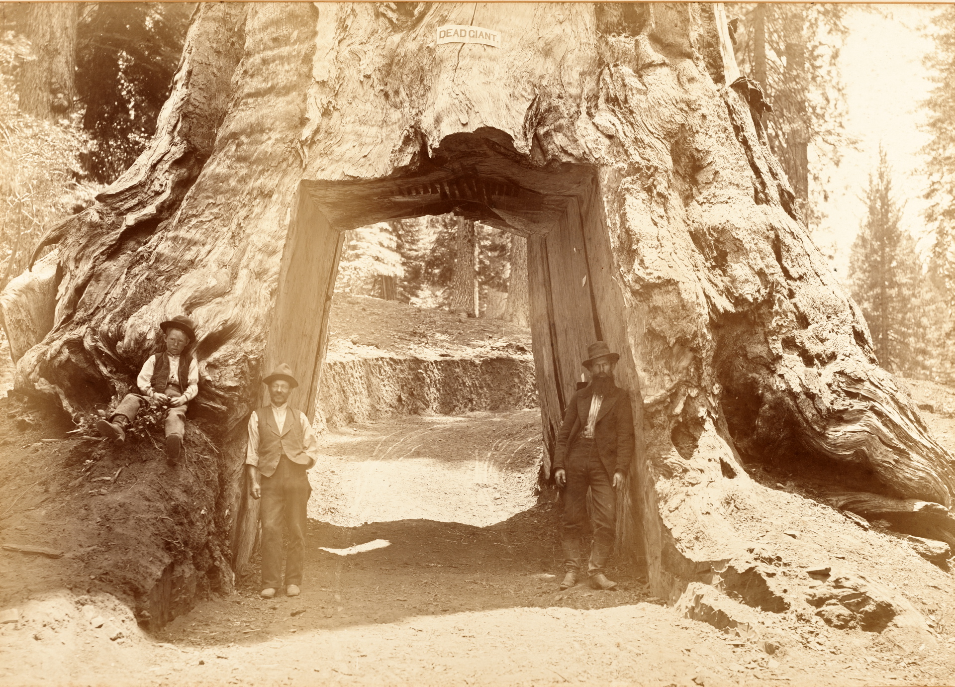 Carleton E. Watkins, Dead Giant, 1870-1880. Tilhører Preus museums samling