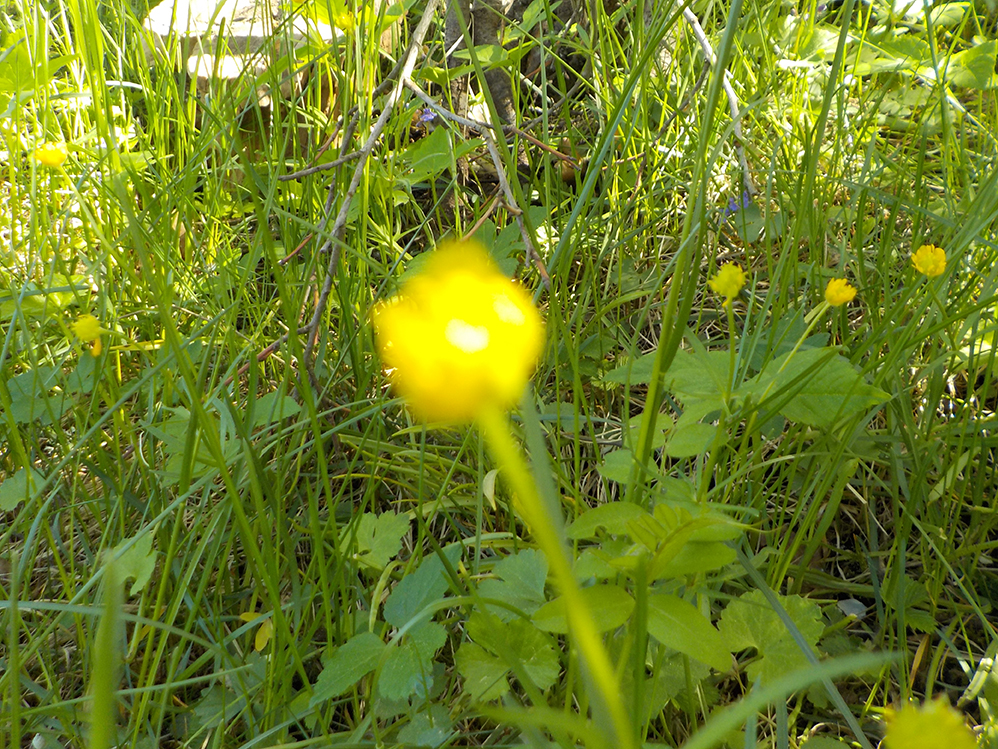 Pia (Lillaas gård barnehage)