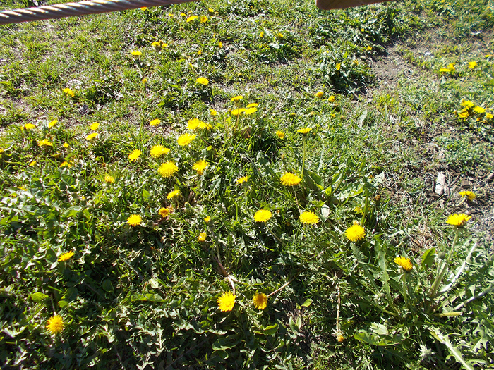 Blomster.Hva er det inni på de blomstene? Det er maur! Inni de! Dem kan åpne opp sjøl. Hvis det er sol. Men den er åpna, den er litt åpna. Den borte blir gul. Og så vil jeg sånn, kan jeg gjøre sånn … (blåse), og så kan dem fly! 