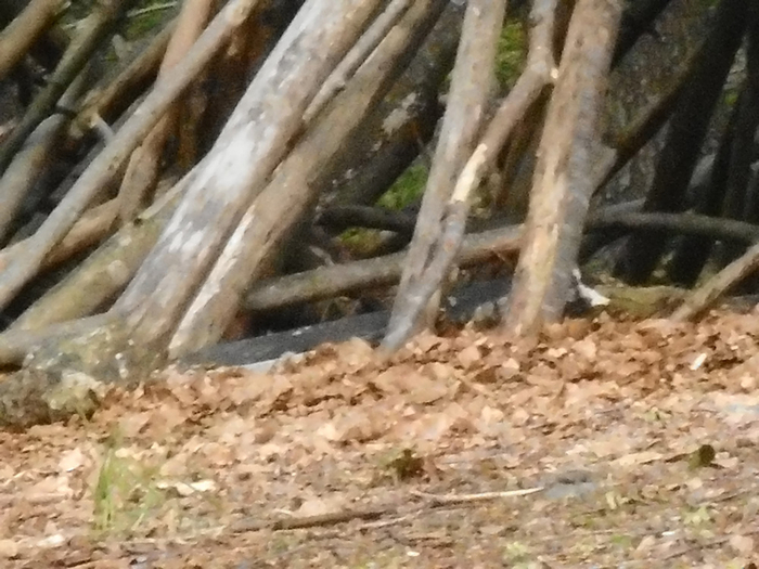 Stokker. De er fra skogen