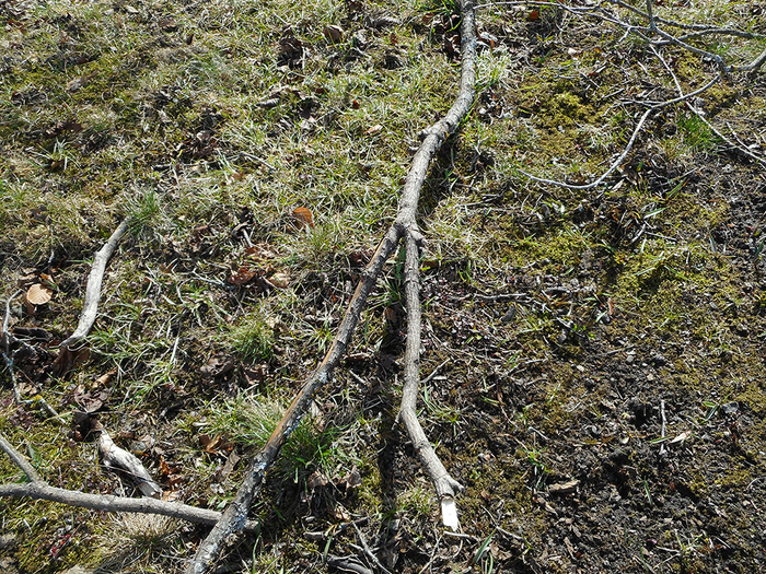 Den lange pinnen jeg fant i skogen. Jeg liker å leke med pinner.