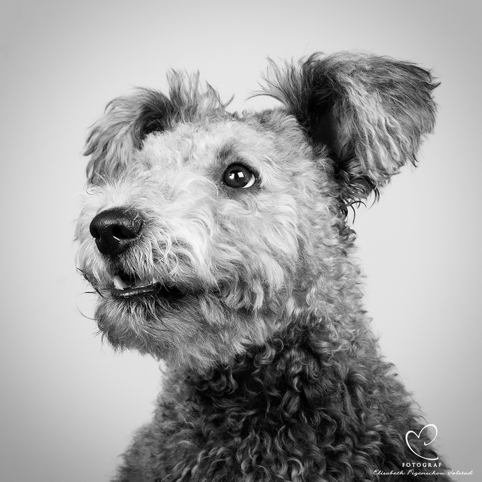 Fotografiets dag 2015