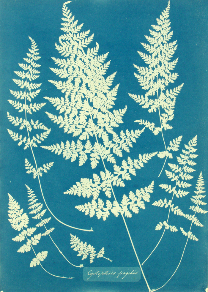 Let’s have a look at Cyanotypes! 